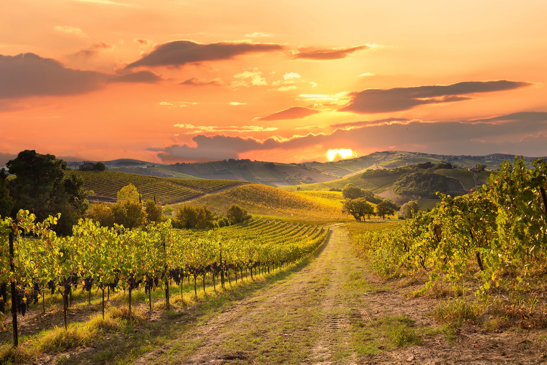 Wines of France