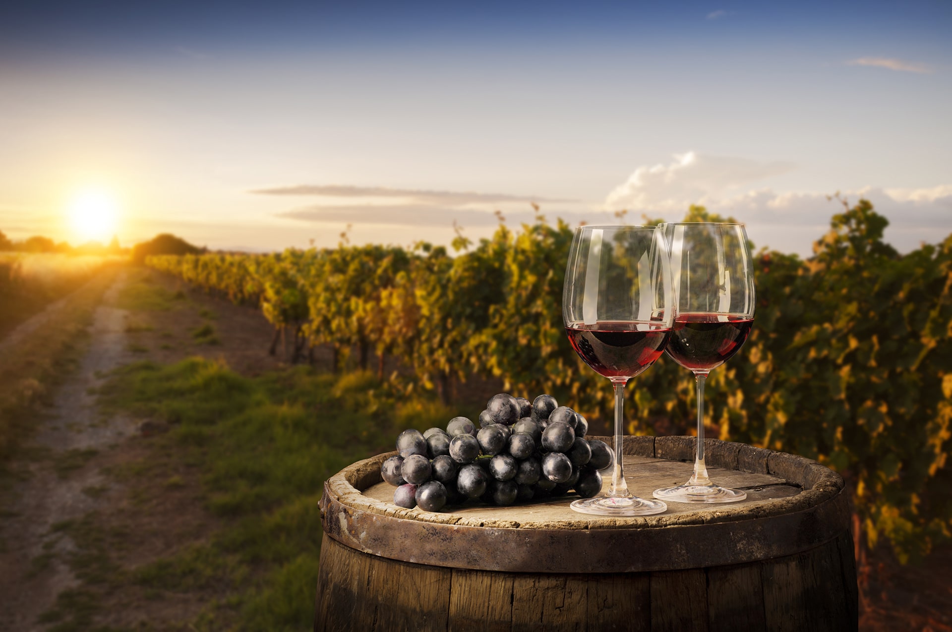 Grape Picking