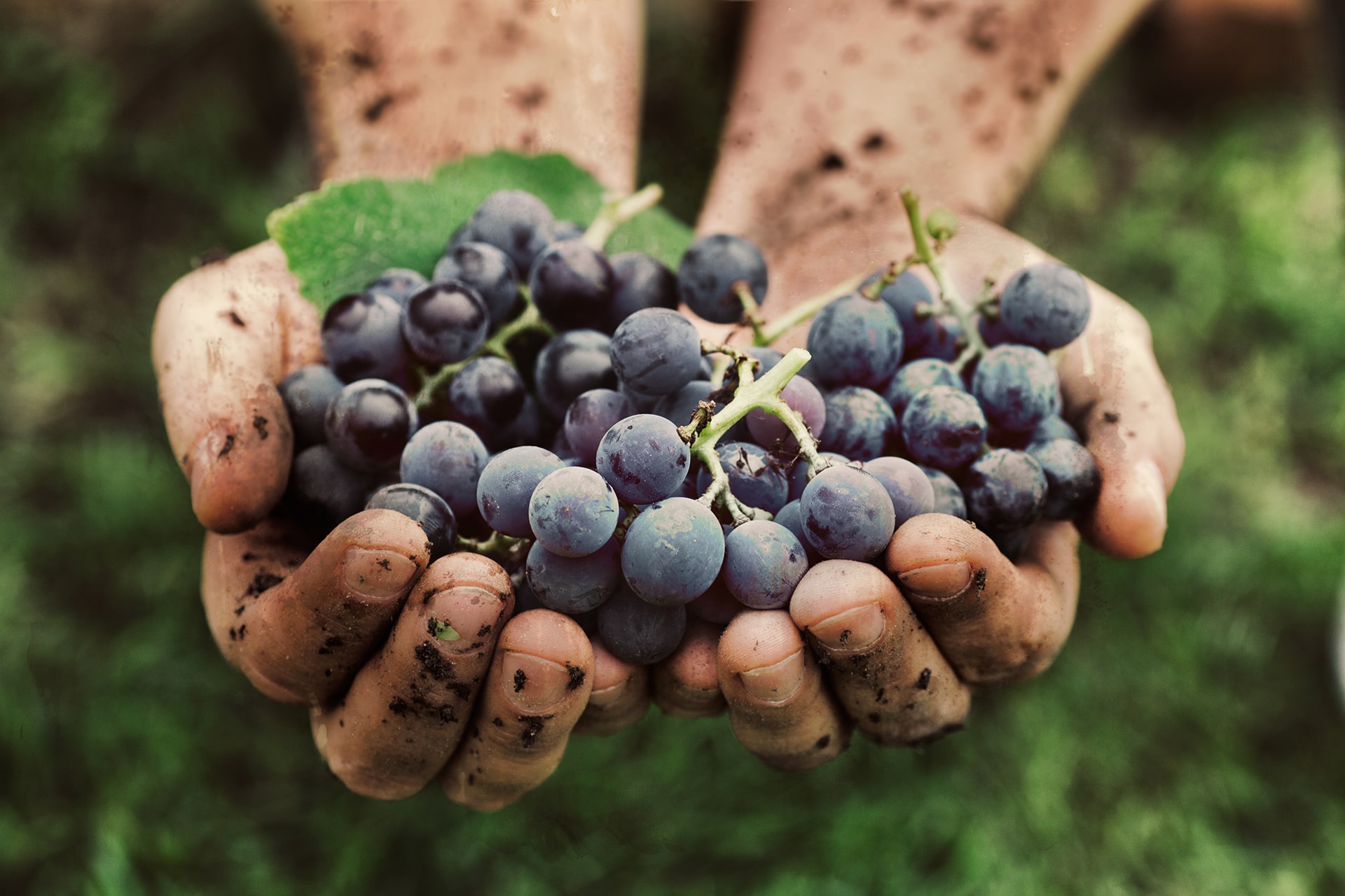 The Harvest